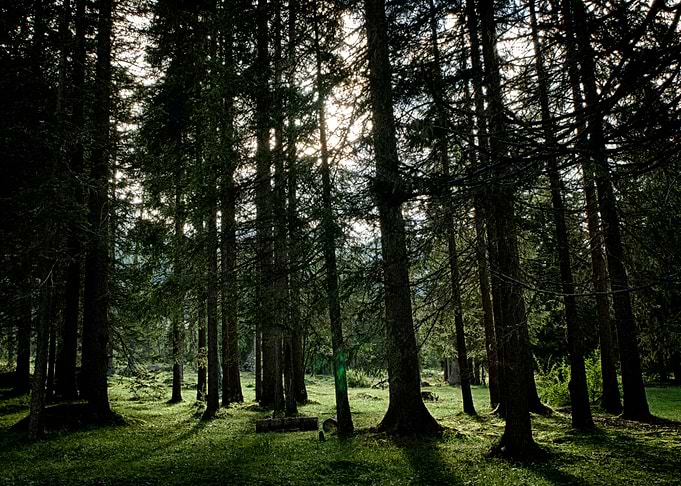 Light and Trees