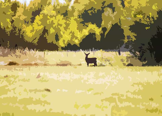 Deer