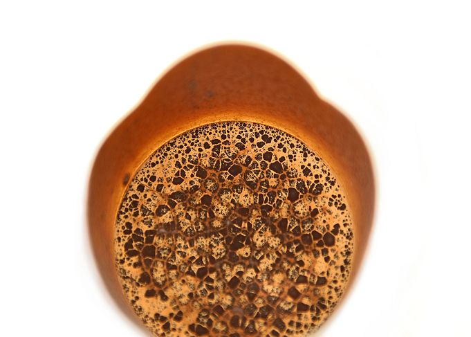 Chocolate cosmos