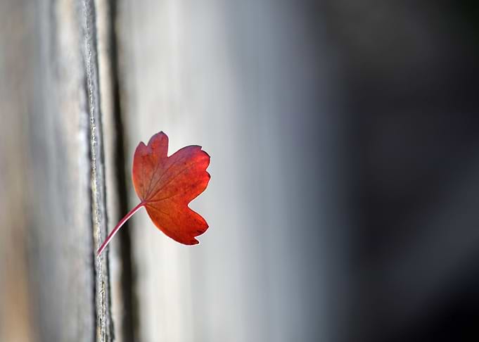 Leaf