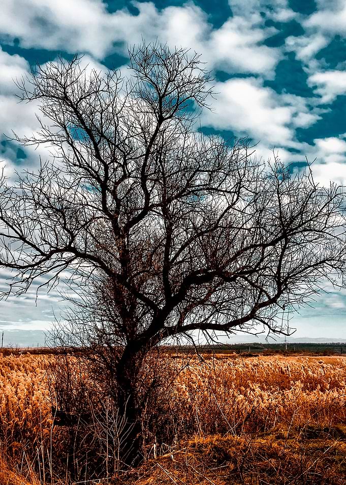 Dead tree