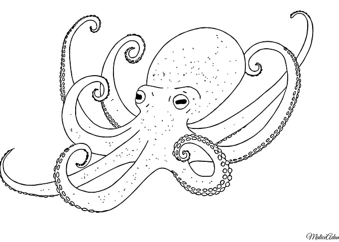Octopus