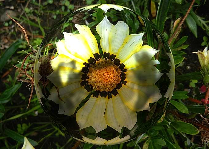 Floral 3d