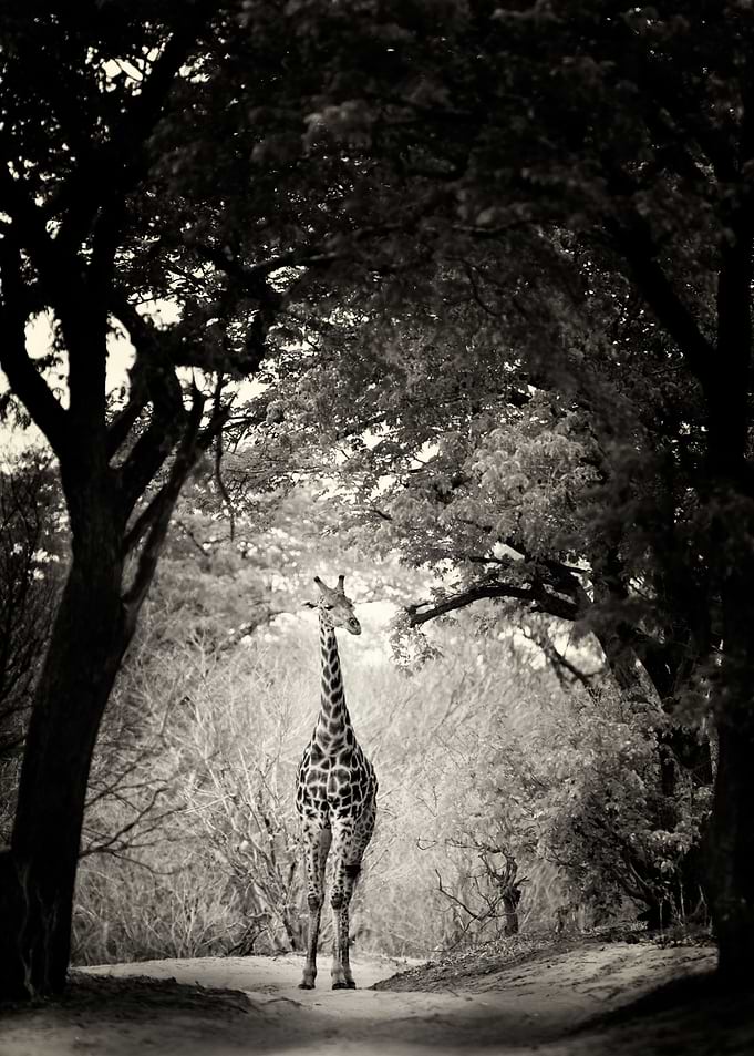 Giraffe in the forest