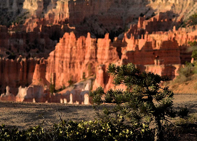 American NATURE