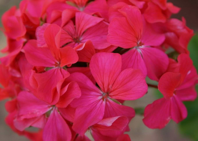 Pink Flower