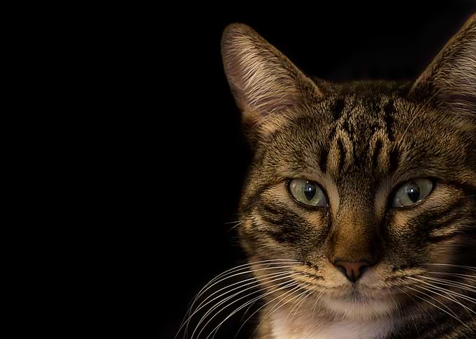 Cat eyes