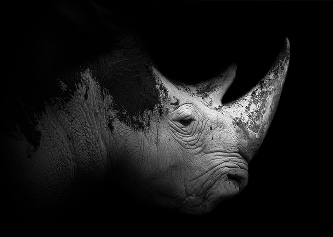 Rhino