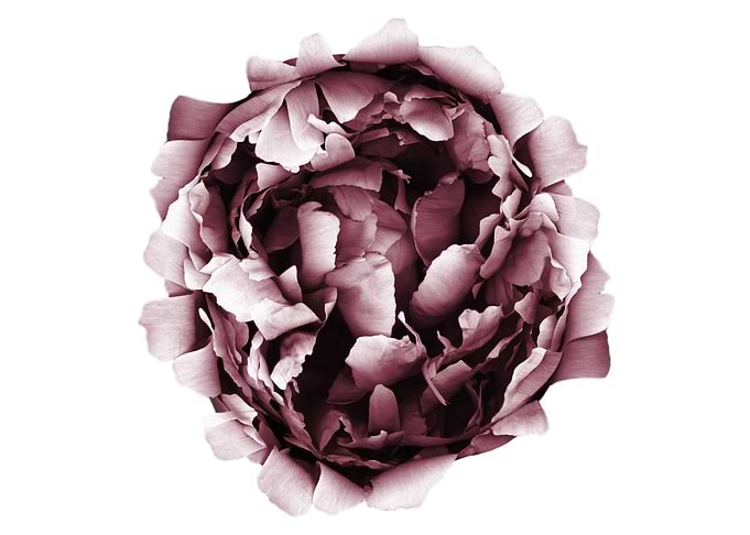 Peony