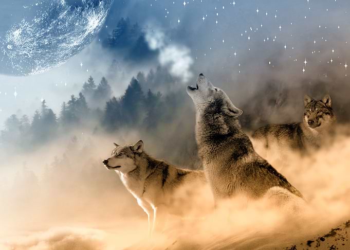 Fantasy Wolf Wolves