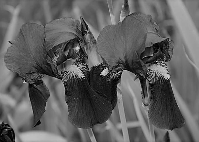 Iris Three Black and White
