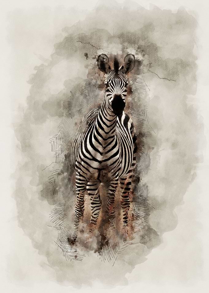 Zebra