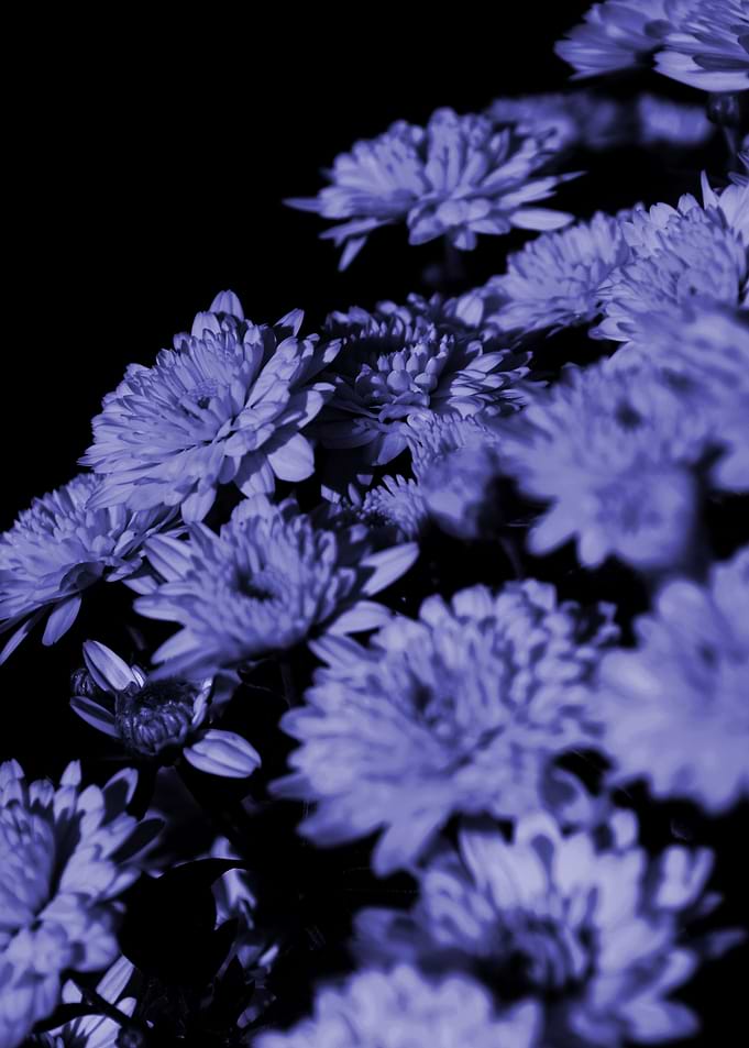 violet my dear