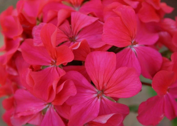 Pink Flowers