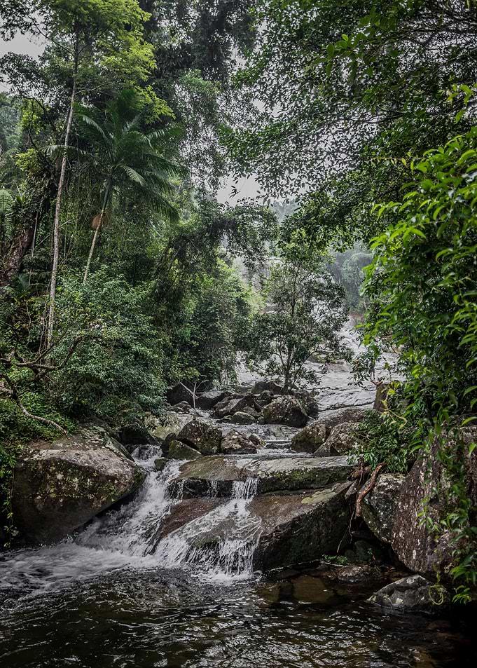 Waterfall and Forest