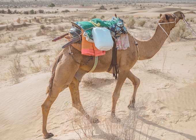 Thar Desert India