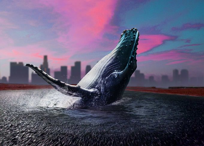 Whale