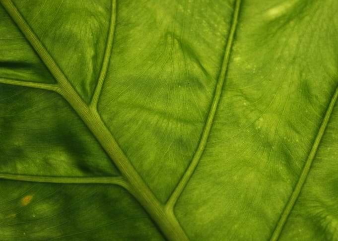 Leaf in Colour