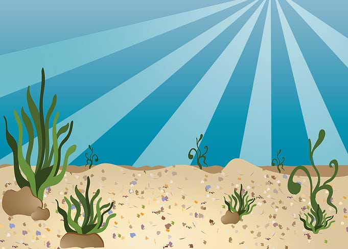 Sunny bottom of the sea