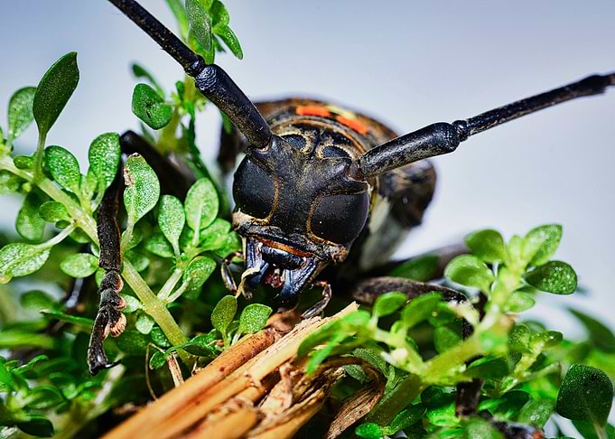 Close Up Macro Insect