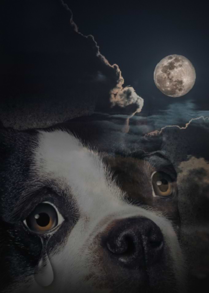 Crying Dog
