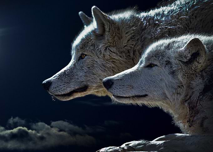 Wolf Wolves Fantasy