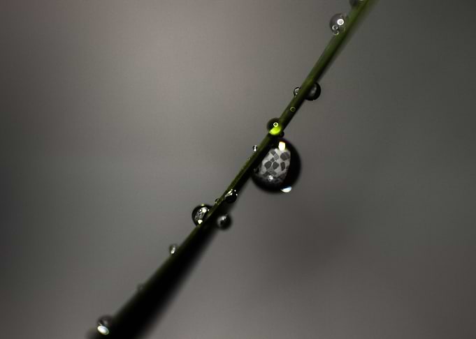 Chess Dew