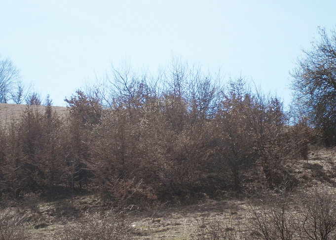 Trees in autumn