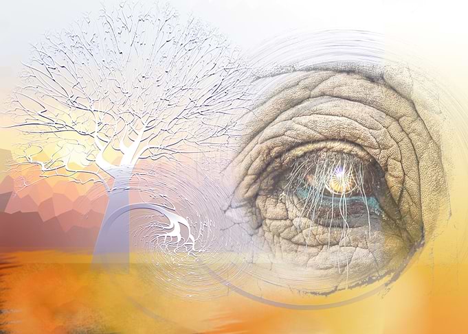 Spirit of the elephant