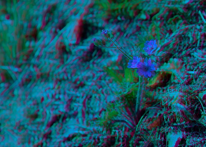 Blue Wonderflower