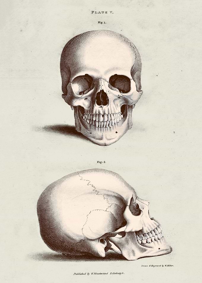 Vintage Skull Book Plate