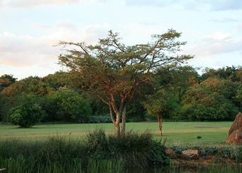 Thorn Tree