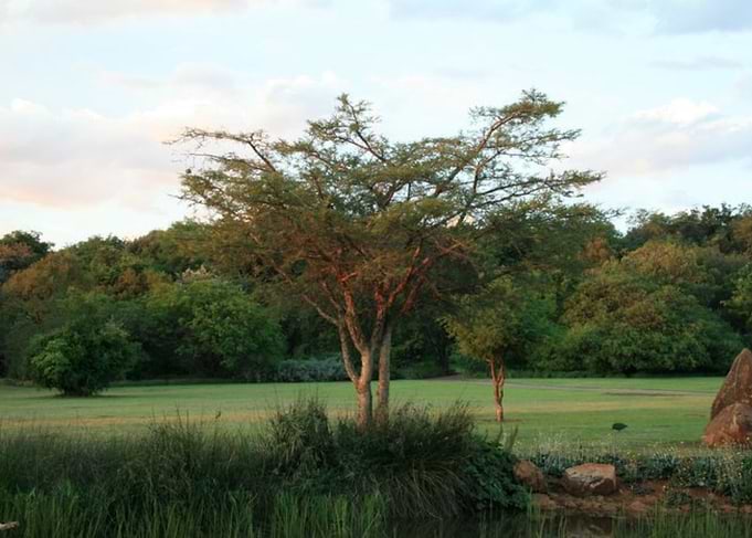 Thorn Tree