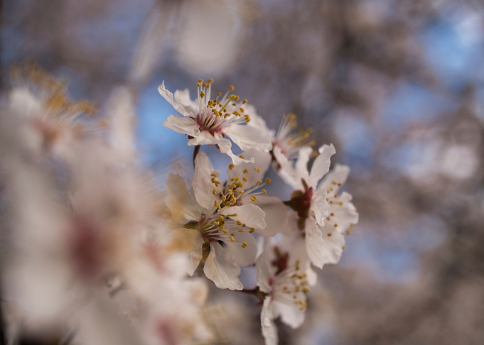 White Flowers