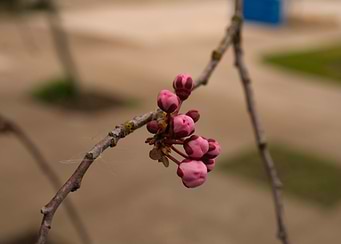Flowering tree buds