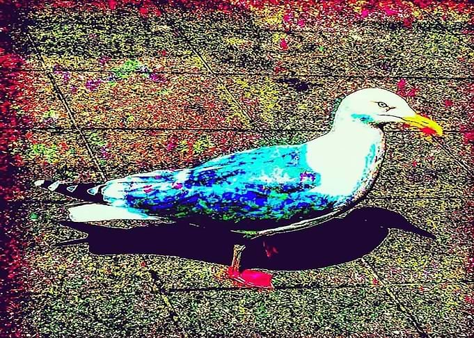 Seagull