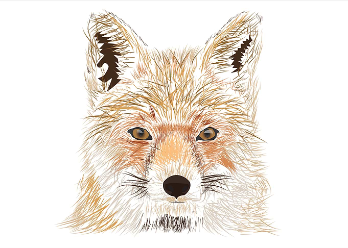 Fox line art