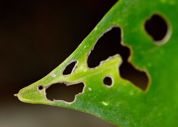 Holy Leaf