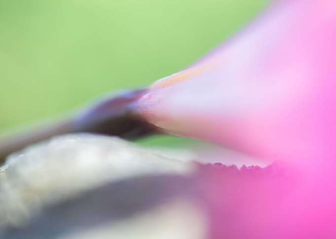 Flora Fauna