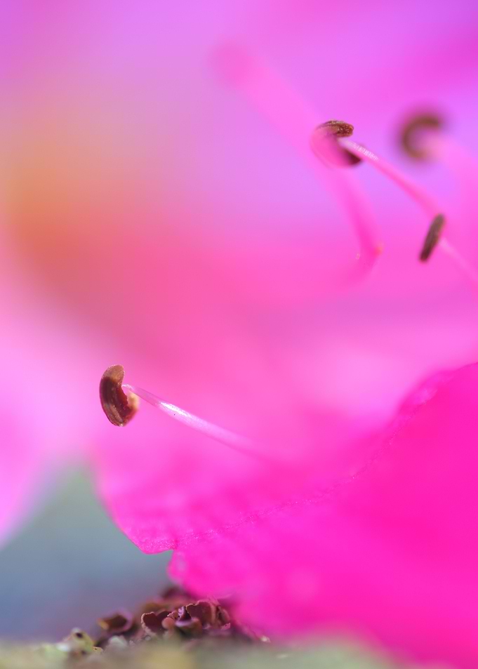 Flora Fauna