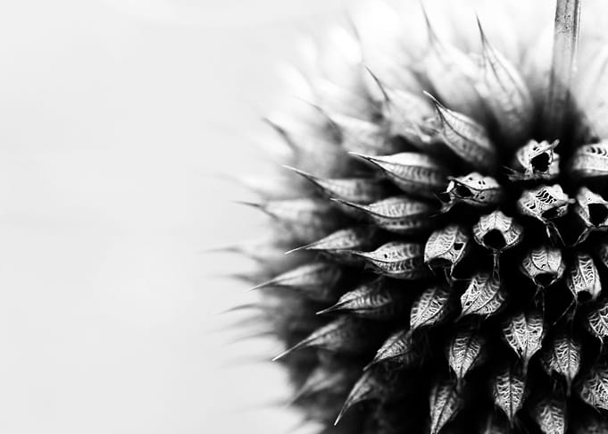 Flora Fauna