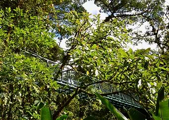 Hanging Bridge
