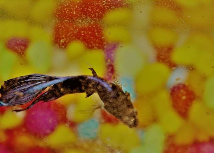 Colorful frish