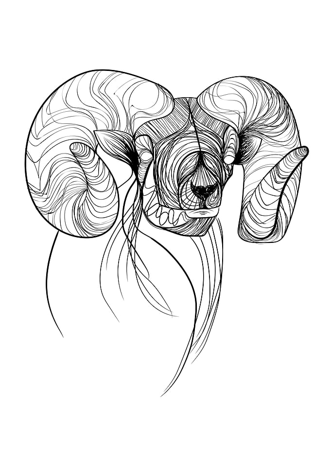 Bighorn sheep