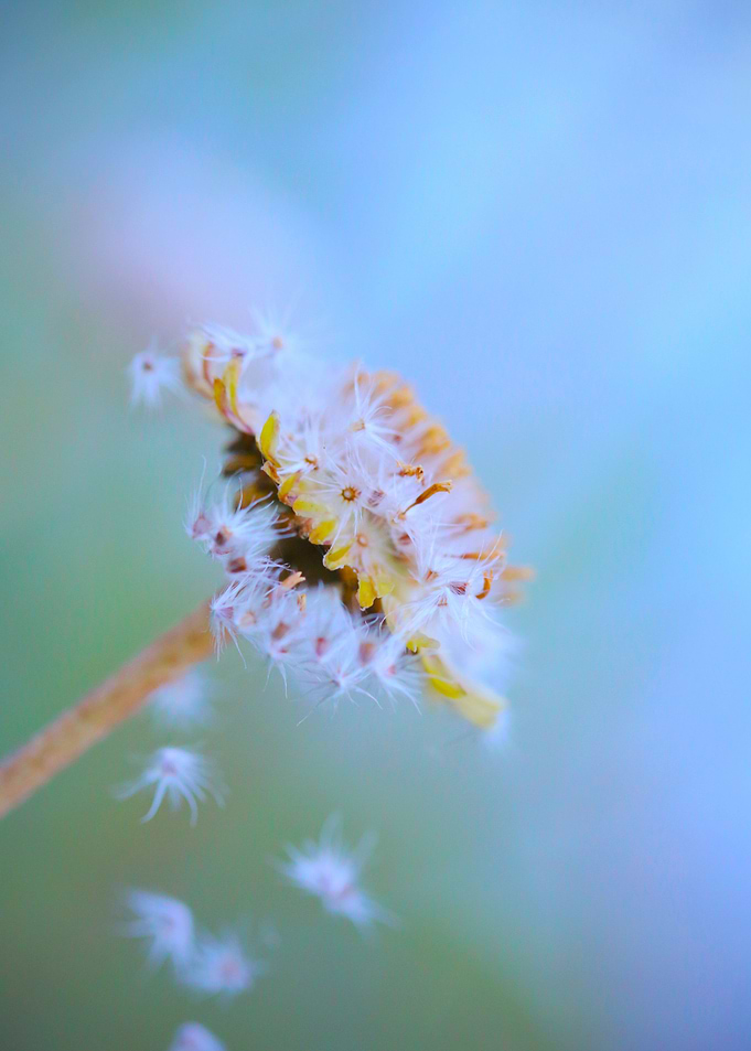Flora Fauna