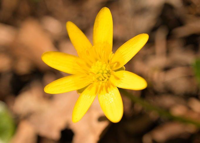 Springtime Yellow