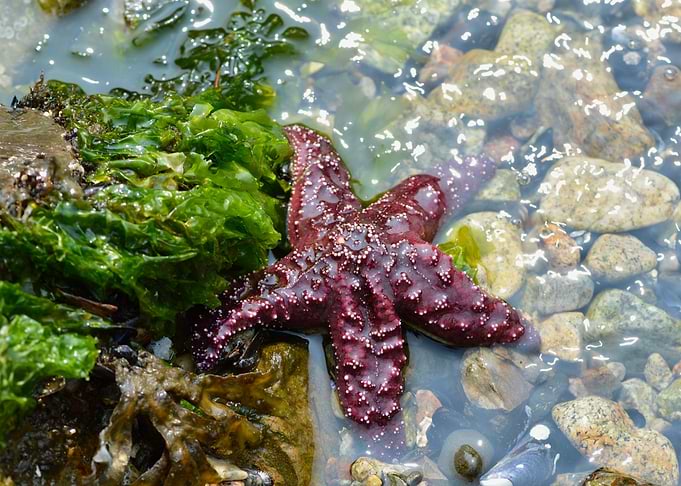 Starfish