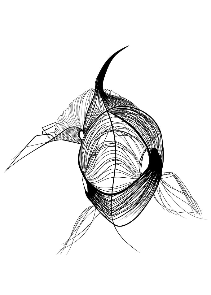 Killer whale