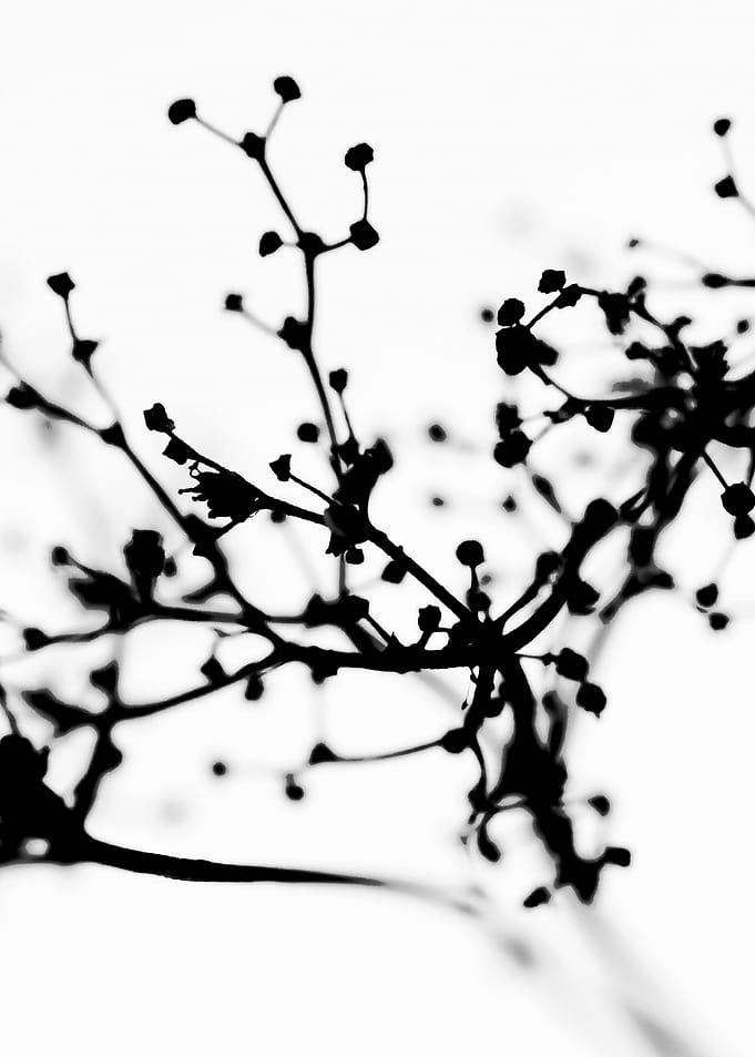 Nice Floral Abstract