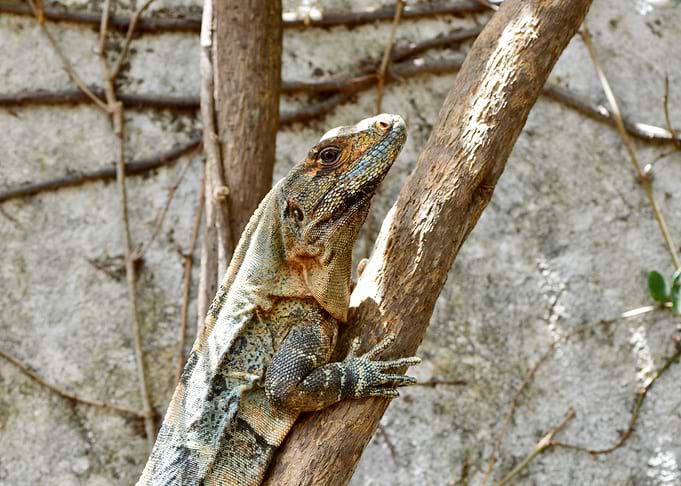 Lizard